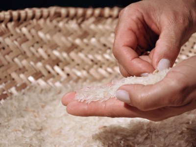 Elección/ Choose – 2010